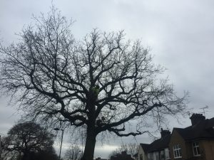 Oak tree winter pruning