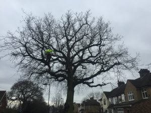 Oak tree winter pruning 