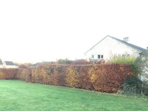 Winter pruning of Beech hedging