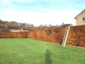 Beech Hedging