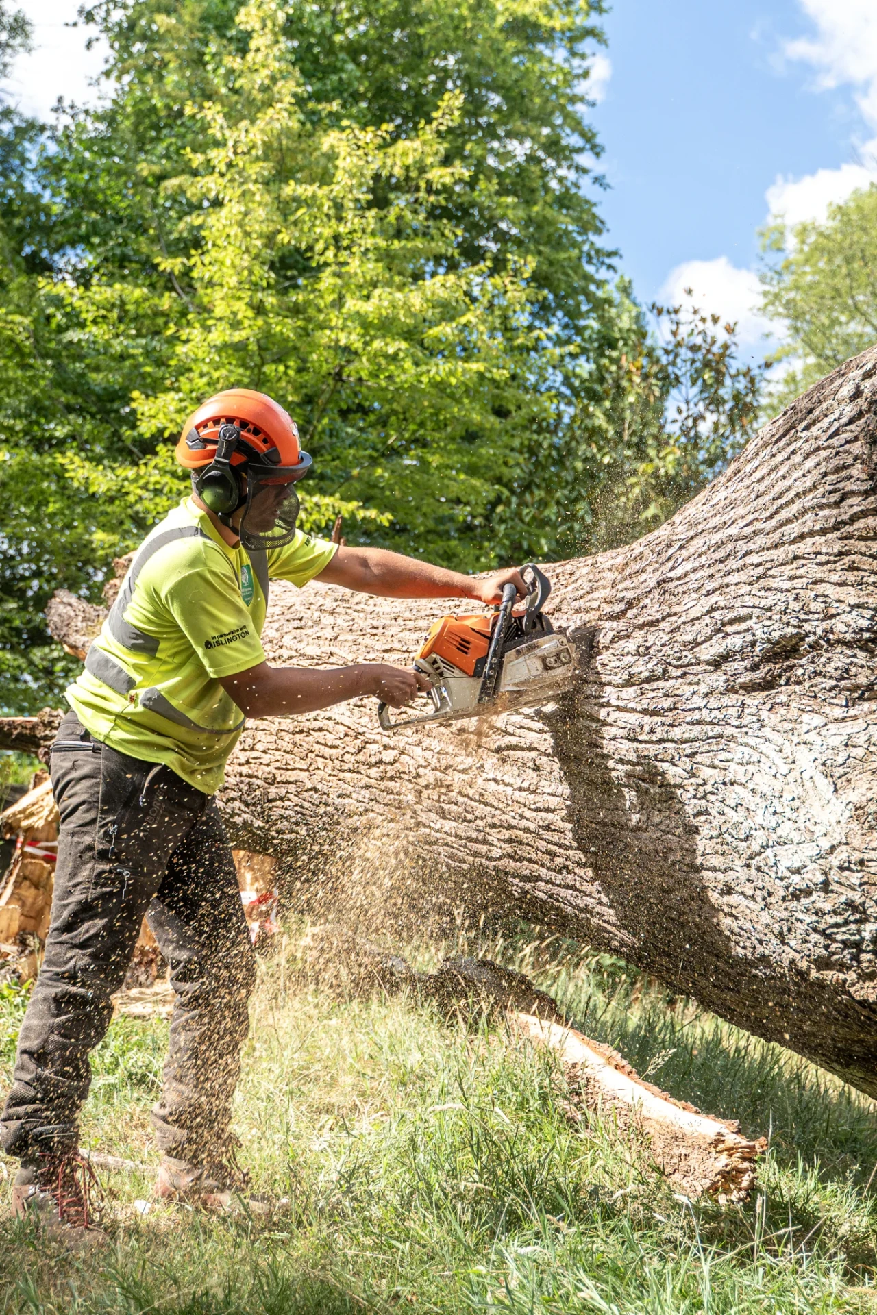 Large Cedar Dismantling