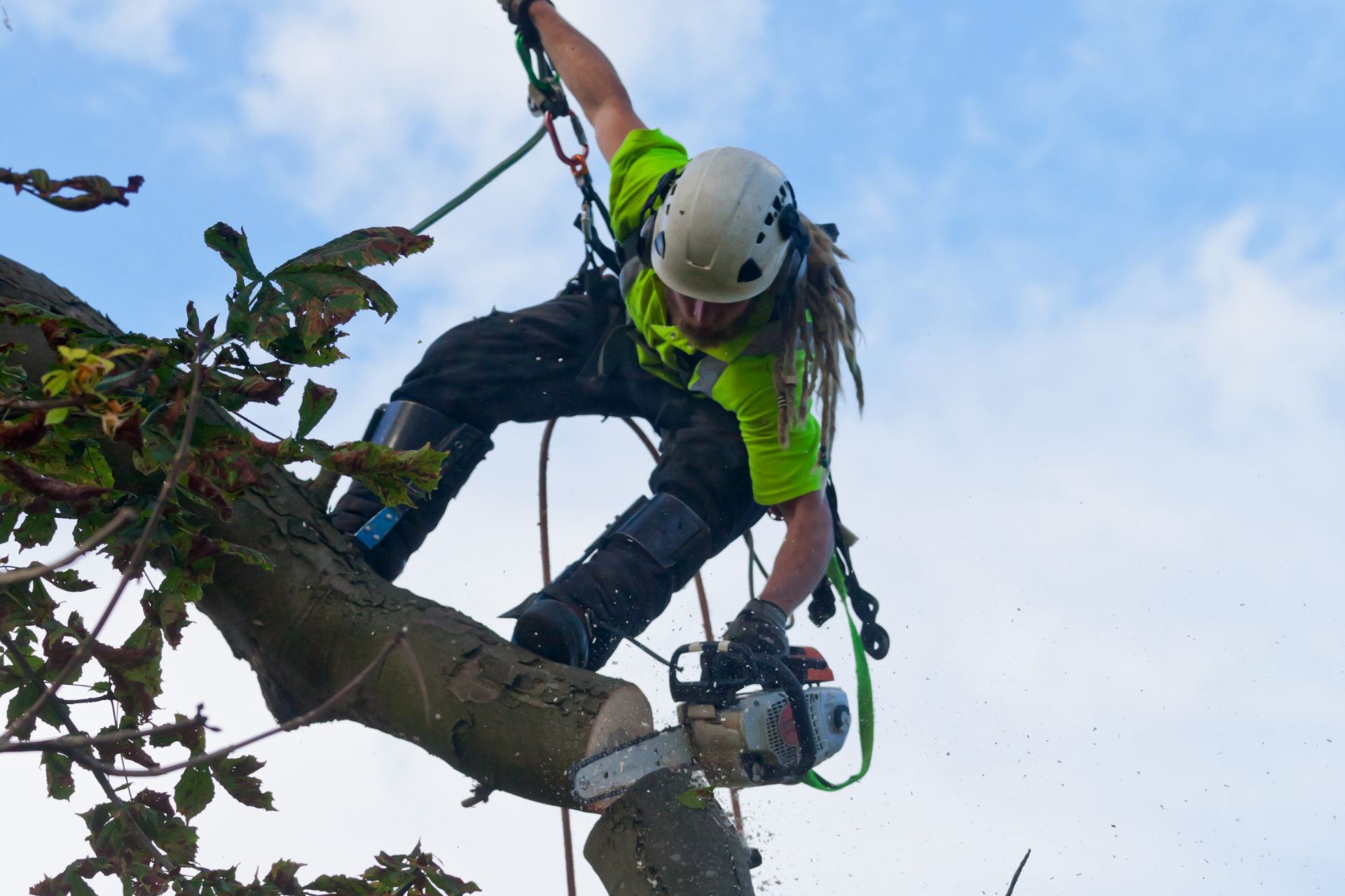 Large Cedar Dismantling