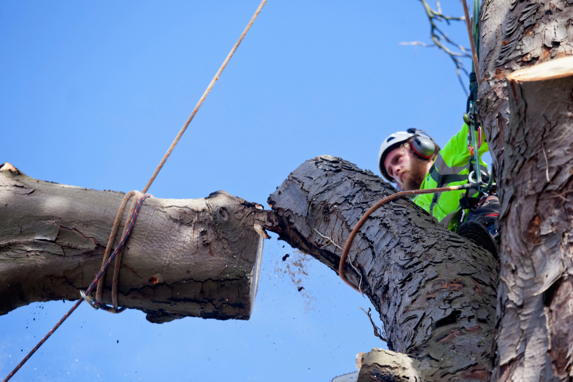 Commercial Tree Safety Works