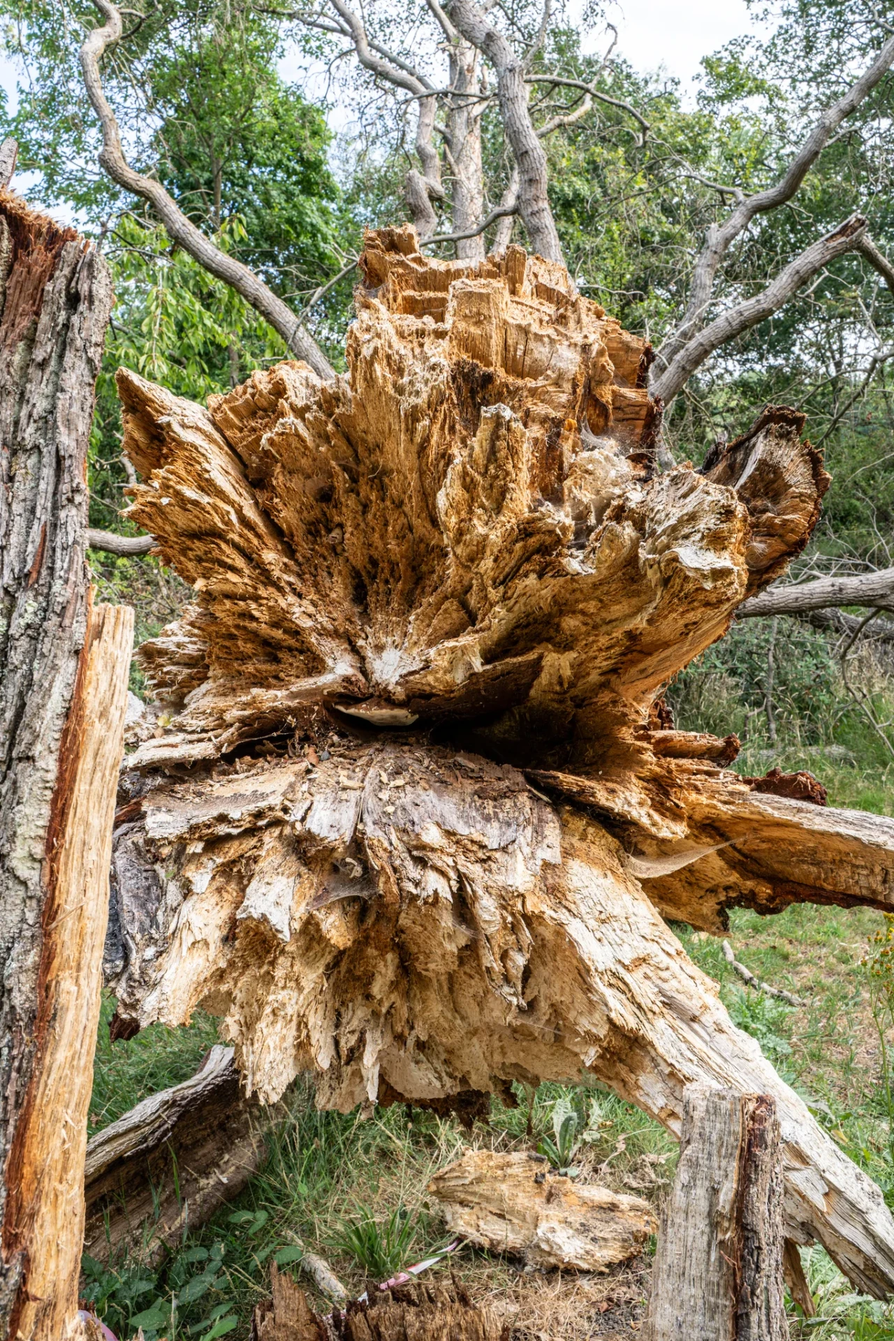 Storm-Damaged Oak Removal
