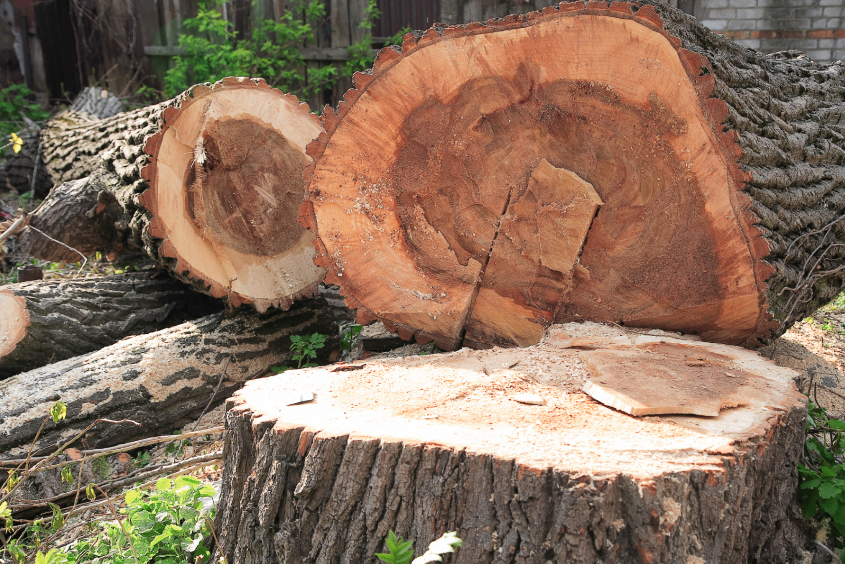 Storm-Damaged Oak Removal