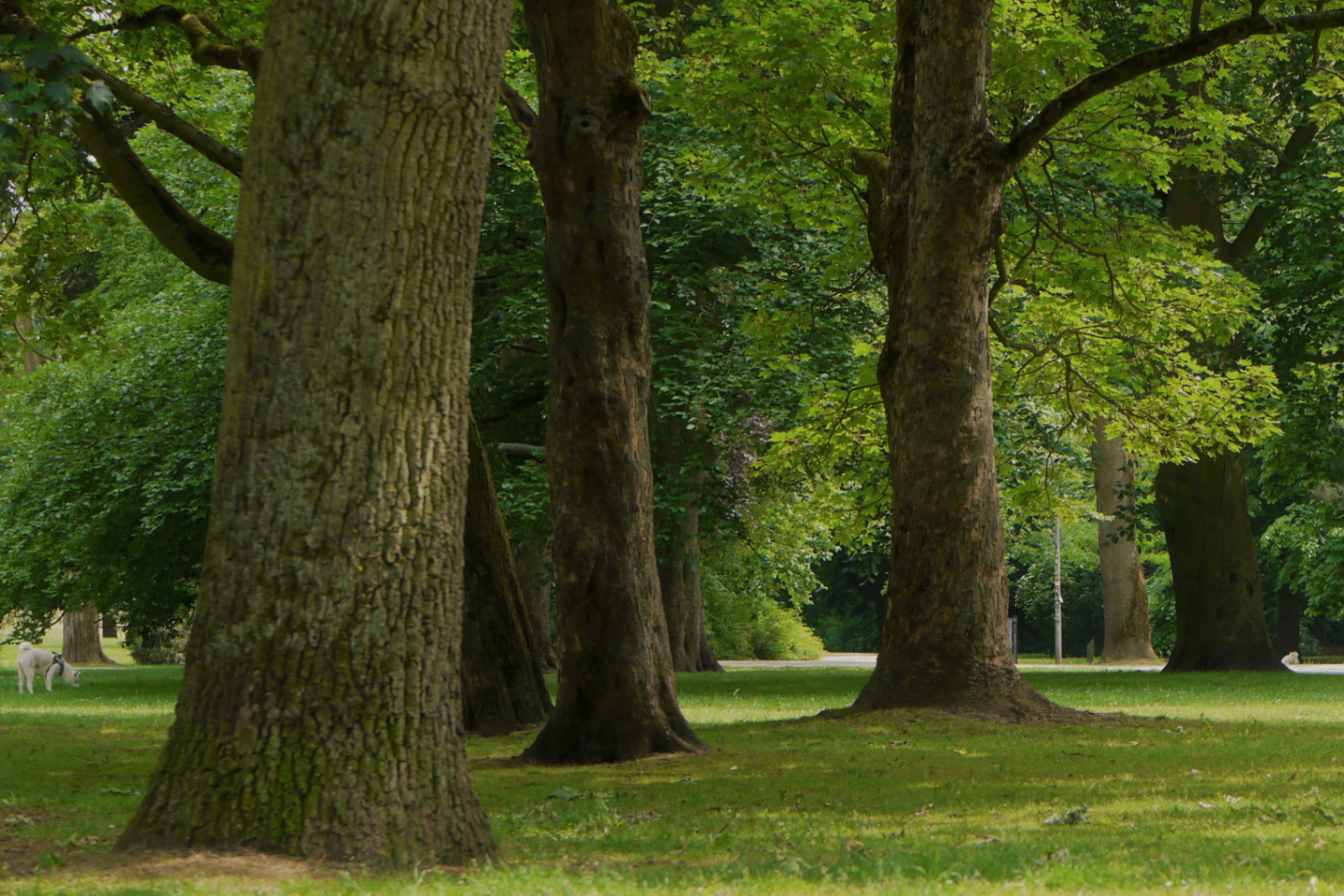 Tree Survey for Property Sale