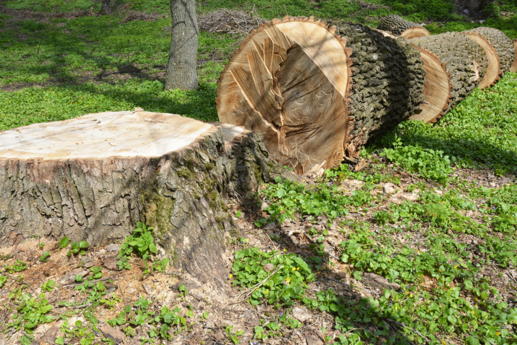 Tree Felling