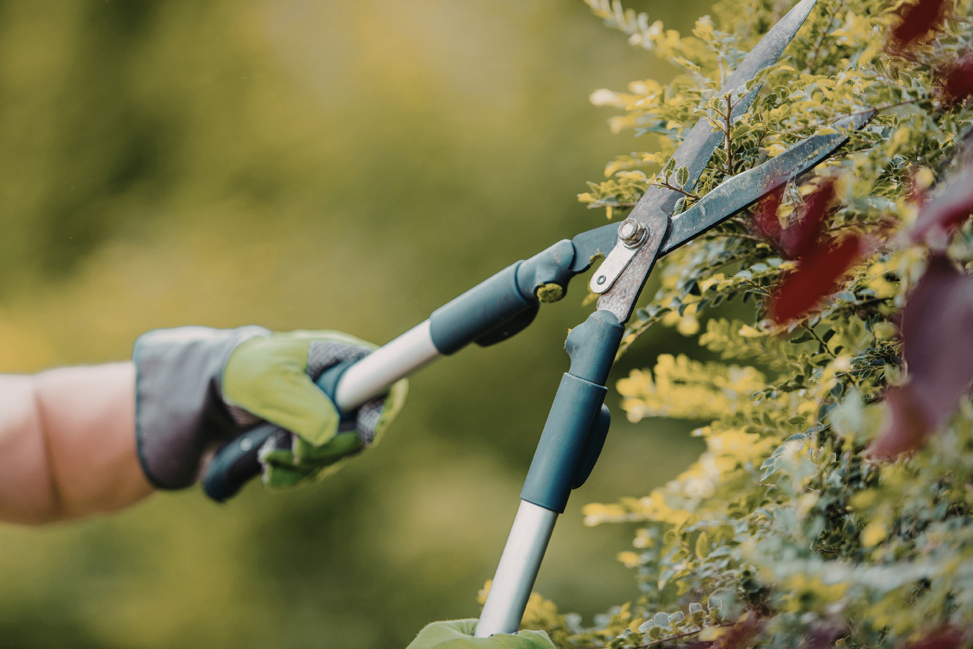 Tree Surgery