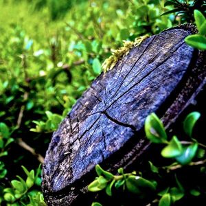 stump grinding hertfordshire