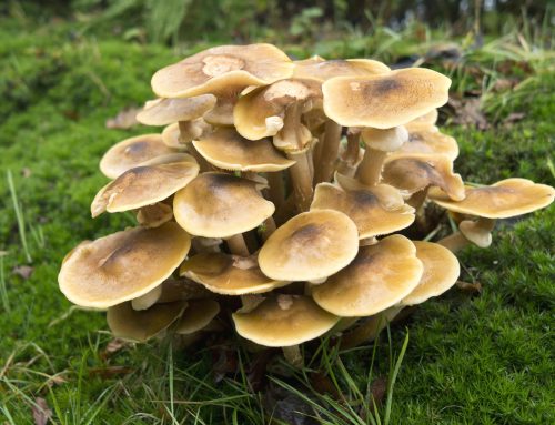 Honey Fungus – What is it and how do we treat it?