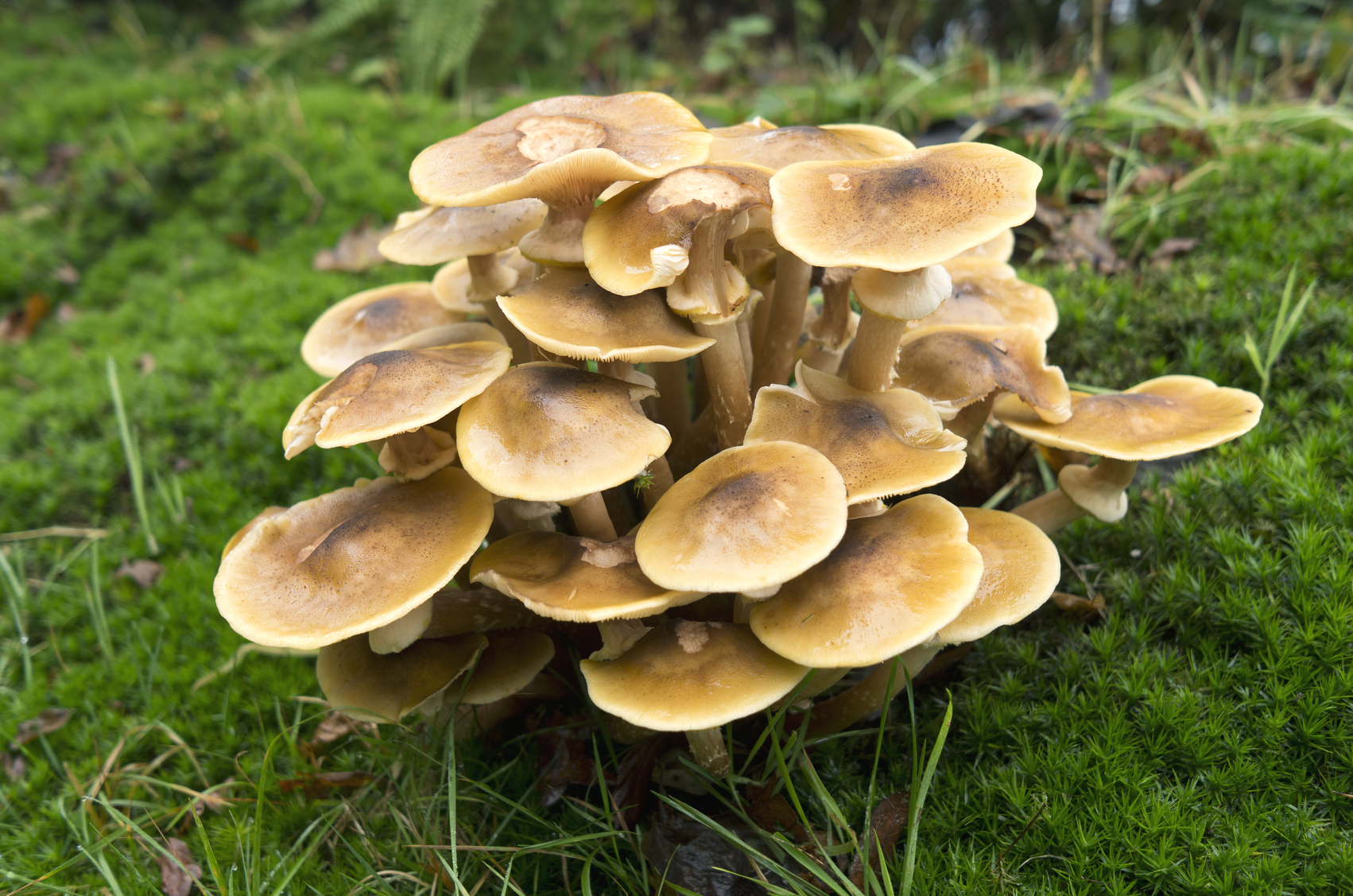 honey fungus and how to treat it