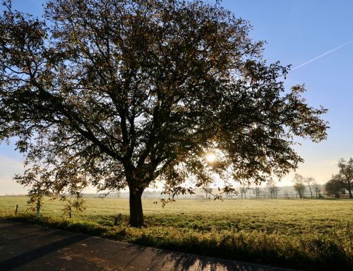 The 5 Most Common Trees in the UK