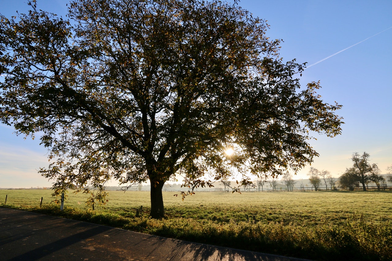 the-5-most-common-trees-in-the-uk-longacre-tree-surgery