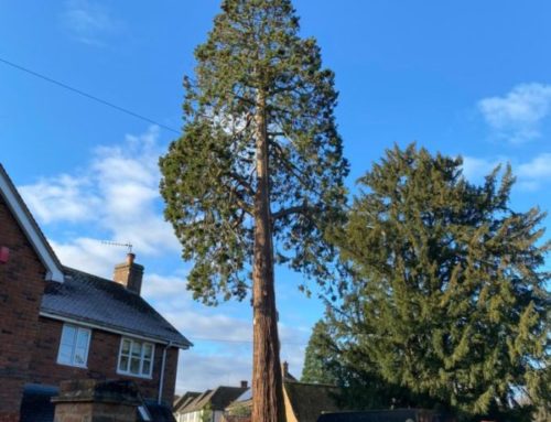 Removing a Giant Redwood in St Albans