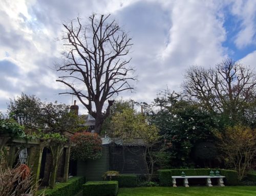 Pruning a Lime Tree in an Art Deco Garden